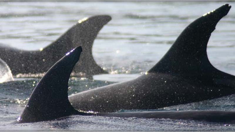 Carino Sailing and Dolphin Adventure