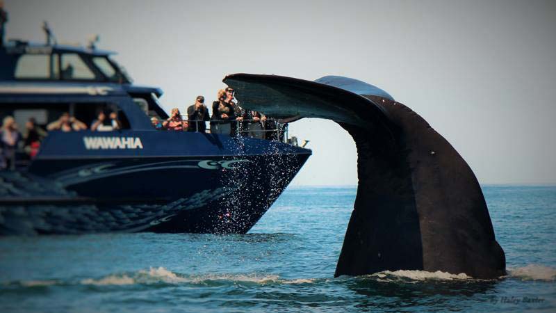 Whale Watch Kaikoura