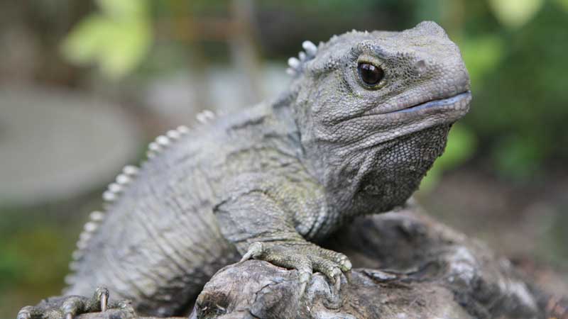 Tuatara