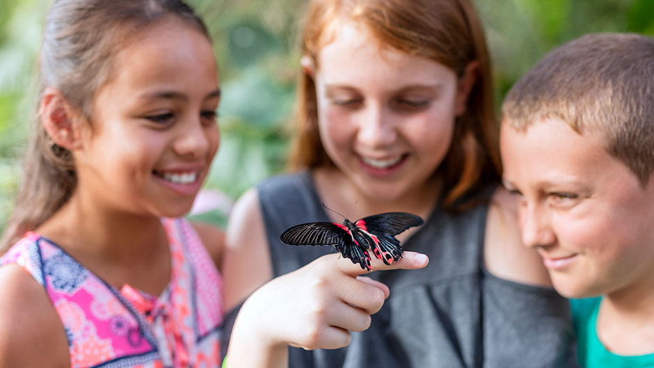 Butterfly Creek deals Auckland