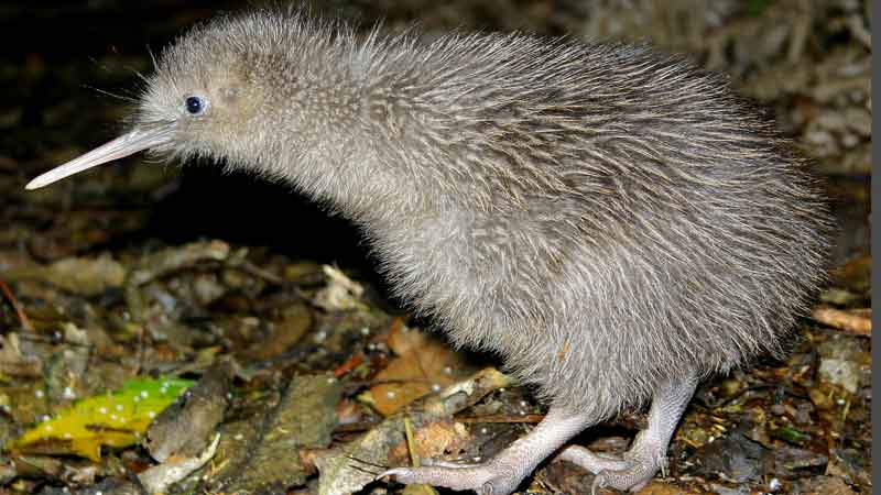 New Zealand Wildlife Reserve