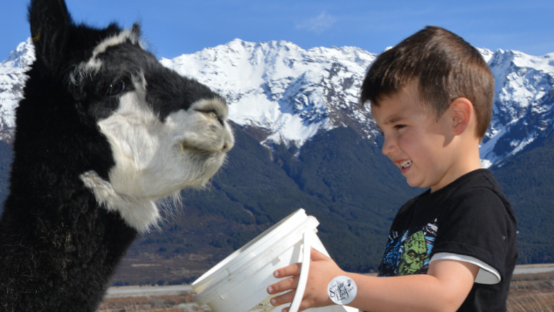 gleorchy animal expereince