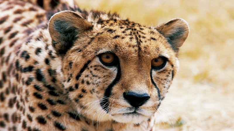 Orana Wildlife Park Deals