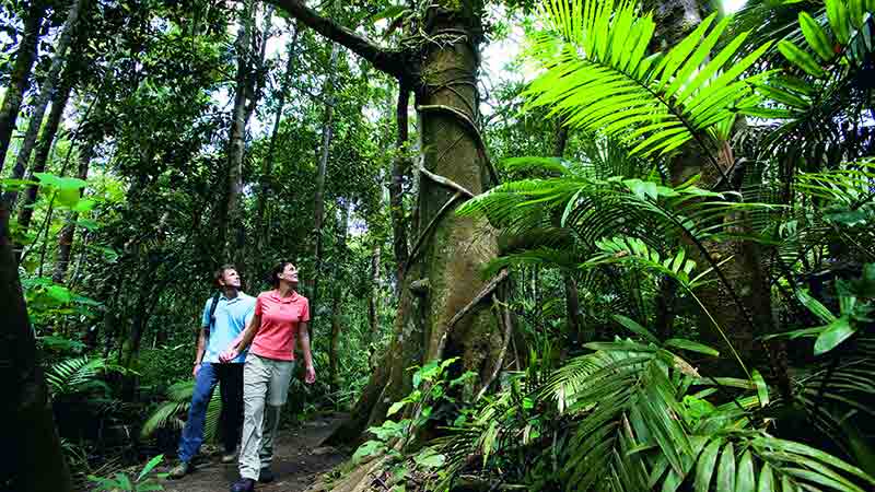 Cape Tribulation