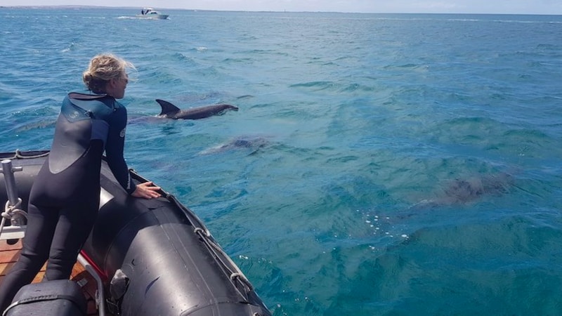 Dolphin Swim Tour