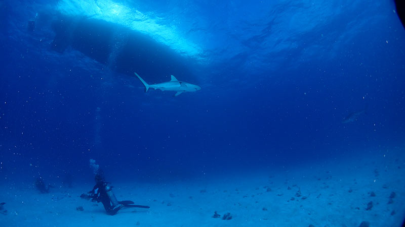 Shark Dive Cairns