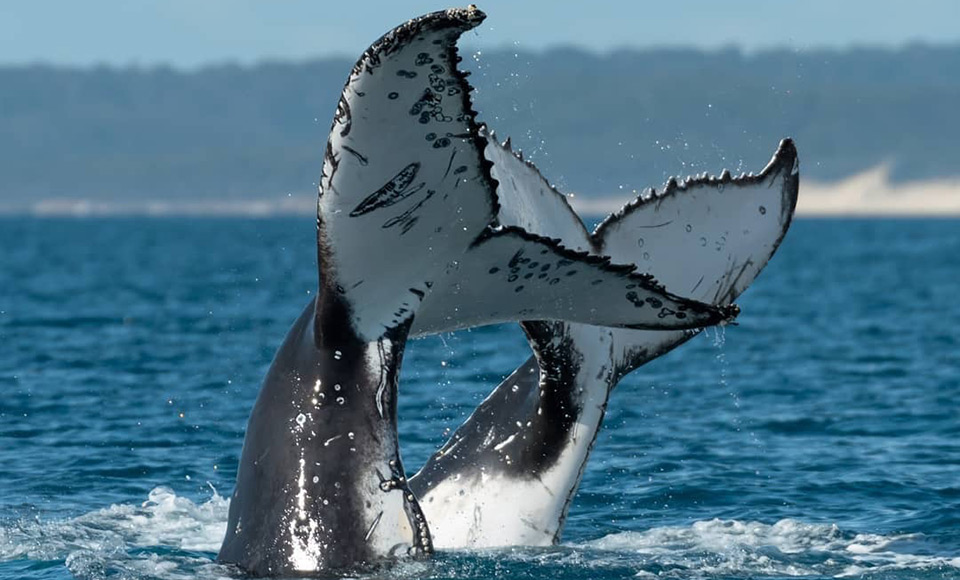 Whale Watching Gold Coast