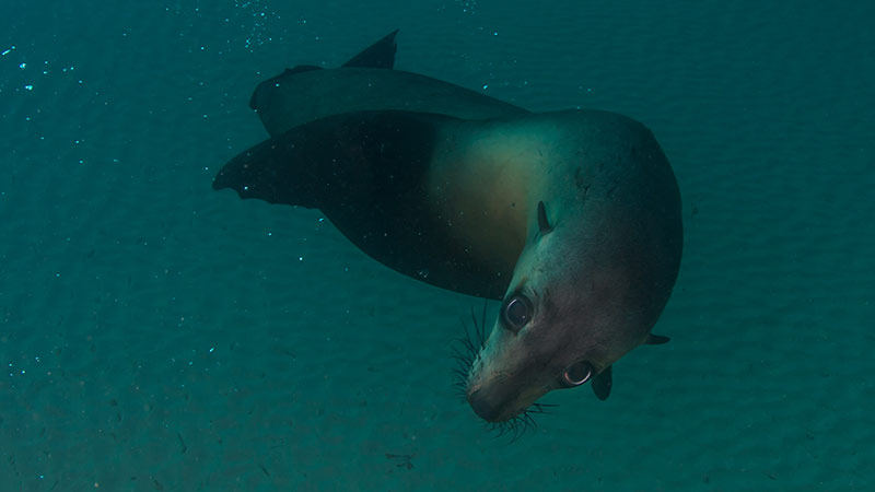 Seal swim Melbourne