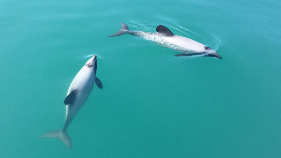 Akaroa Scenic Wildlife Cruises - Deals