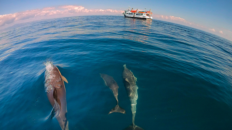 DOLPHIN AND WILDLIFE CRUISE