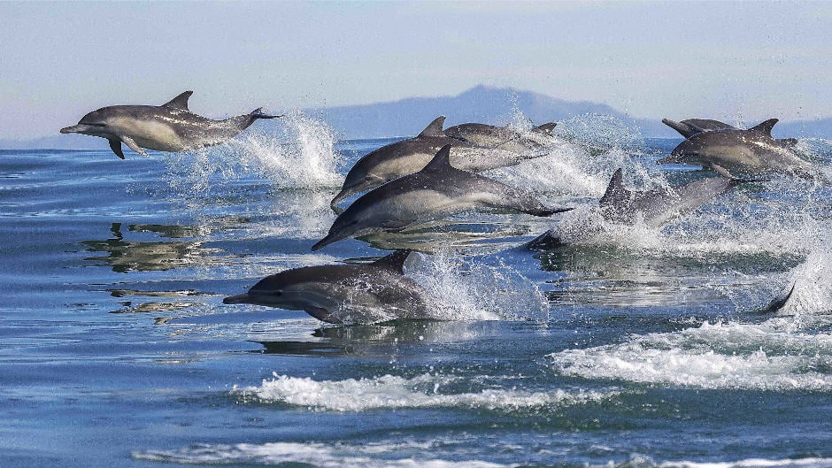 DOLPHIN AND WILDLIFE CRUISE Dolphins