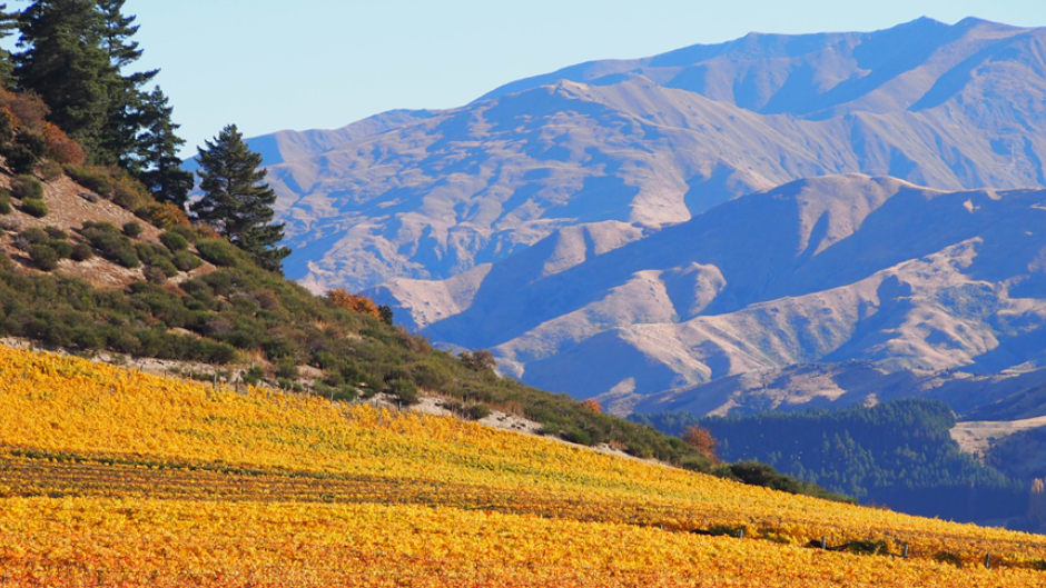 Wanaka Off Road Adventure Deals