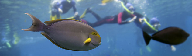 Activity deals and last minute discounts on reef trips, sailing, snorkeling, fishing, golf, day spas, rainforest tours and more.