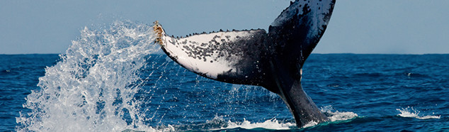 Get awesome deals for top Fraser Island/Hervey Bay/Town of 1770 attractions and activities when you book online with Bookme.