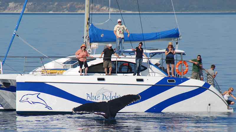 Join Hervey Bay's only multli-award winning whale watching sail vessel and one of the smallest in the fleet