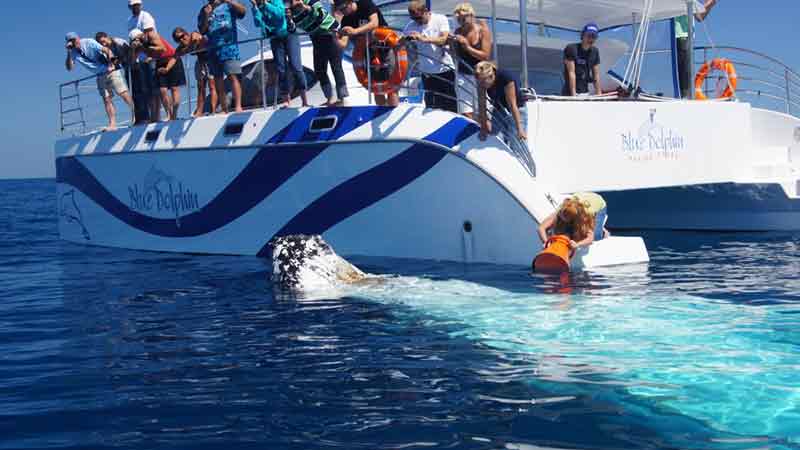 Join Hervey Bay's only multli-award winning whale watching sail vessel and one of the smallest in the fleet