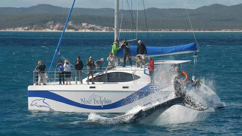 Join Hervey Bay's only multli-award winning whale watching sail vessel and one of the smallest in the fleet