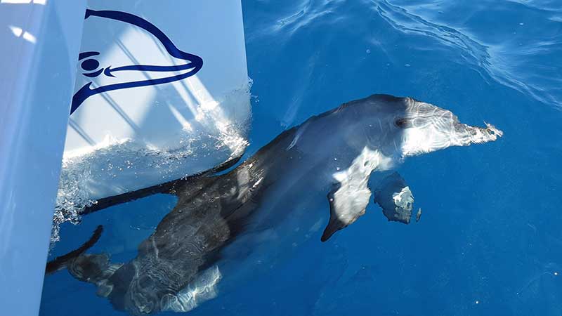 Join us for a morning cruise of the Great Sandy Straits by Hervey Bay and Fraser Island, as we go in search of the bottlenose and indo-pacific humpback dolphins