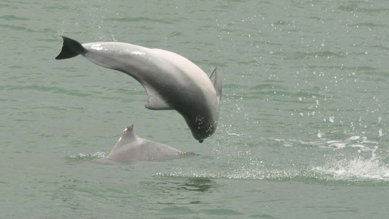 Join us for a morning cruise of the Great Sandy Straits by Hervey Bay and Fraser Island, as we go in search of the bottlenose and indo-pacific humpback dolphins