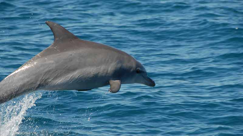 Join us for a morning cruise of the Great Sandy Straits by Hervey Bay and Fraser Island, as we go in search of the bottlenose and indo-pacific humpback dolphins