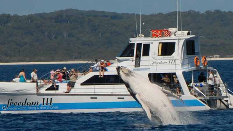 Freedom III offers a fantastic day out to see the amazing Humpback Whales in their natural environment. Join us for an informative, all inclusive cruise and get up close and personal with these majestic creatures