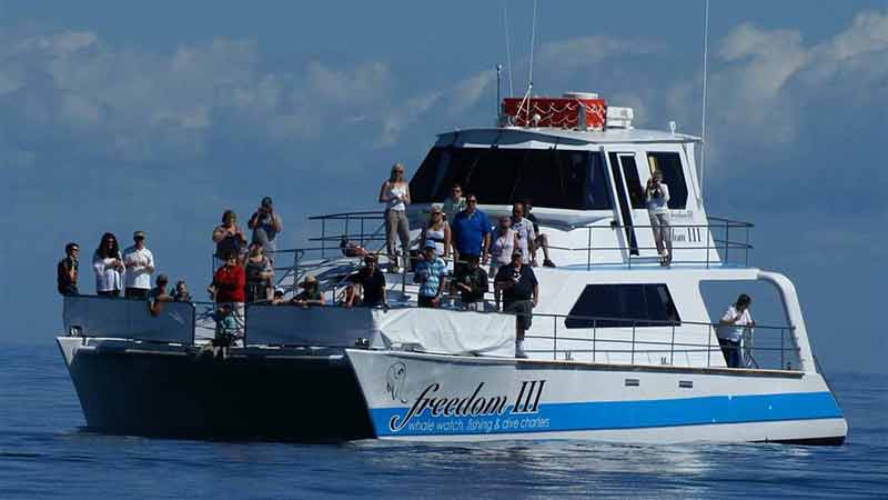 Freedom III offers a fantastic day out to see the amazing Humpback Whales in their natural environment. Join us for an informative, all inclusive cruise and get up close and personal with these majestic creatures