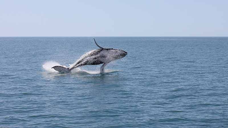 Freedom III offers a fantastic day out to see the amazing Humpback Whales in their natural environment. Join us for an informative, all inclusive cruise and get up close and personal with these majestic creatures