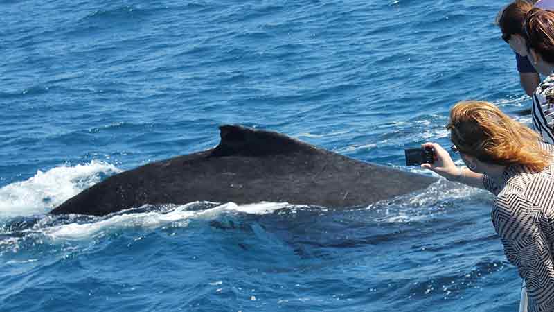 Freedom III offers a fantastic day out to see the amazing Humpback Whales in their natural environment. Join us for an informative, all inclusive cruise and get up close and personal with these majestic creatures