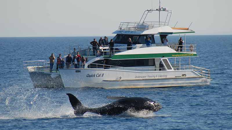 whale watching half day trip aboard quickcat ii hervey bay epic deals and last minute discounts - Whale Images 2 whale watching half day trip aboard quickcat ii hervey bay epic deals and last minute discounts - Whale Images 2