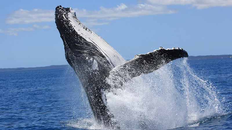 Join the team at Hervey Bay Whale Watch for a fun, educational and exciting Whale Watch experience aboard Quick Cat II.