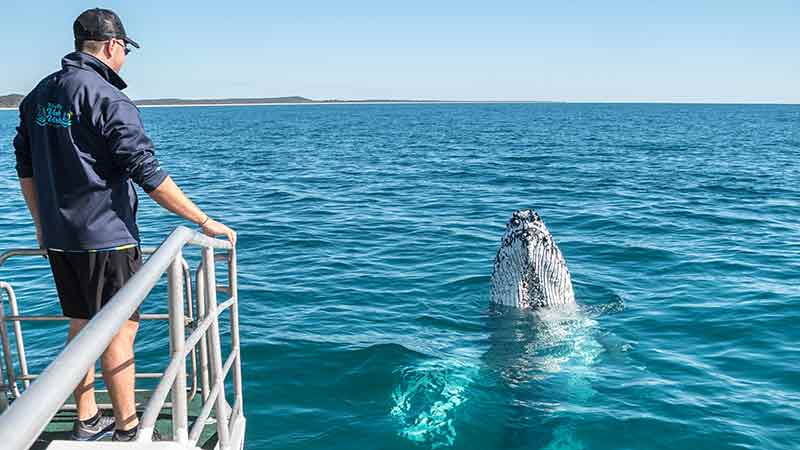 Join the team at Hervey Bay Whale Watch for a fun, educational and exciting Whale Watch experience aboard Quick Cat II.