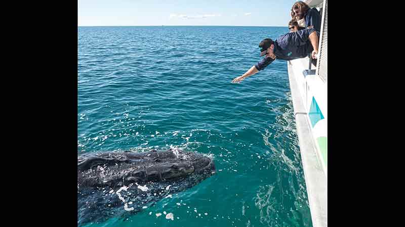 Join the team at Hervey Bay Whale Watch for a fun, educational and exciting Whale Watch experience aboard Quick Cat II.