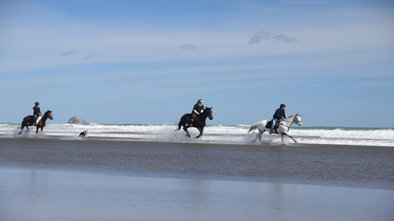 There is no better way to experience the picturesque black sand beaches of Muriwai than on horse back. This is a must do for tourists and locals alike.