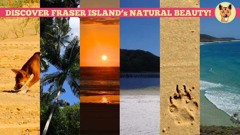 Want to see Fraser Island with your friends or family? Fraser Dingo 4wd Hire's Group Getaway saves you money and gives you the freedom to do so in your own 4wd.