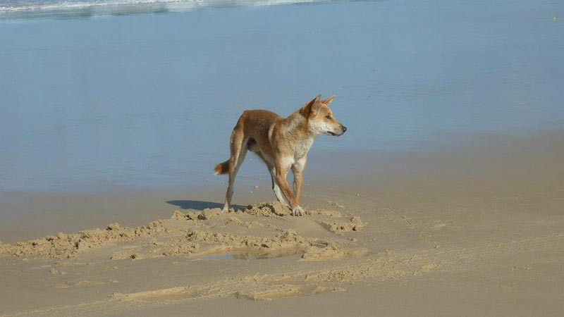 The most Eco friendly 4wd tour on Fraser Island, spend the most time at Lake McKenzie!