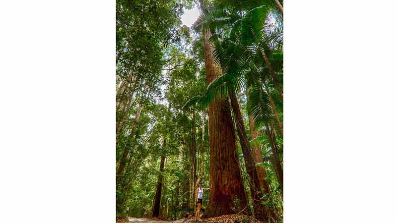 Enjoy a great Fraser Island hiking adventure and four wheel drive transfer, camp at Lake McKenzie and swim at the secret hikers beach