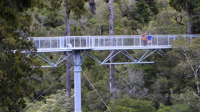See New Zealand's famous rain forests from the "top down", a truely unique attraction!