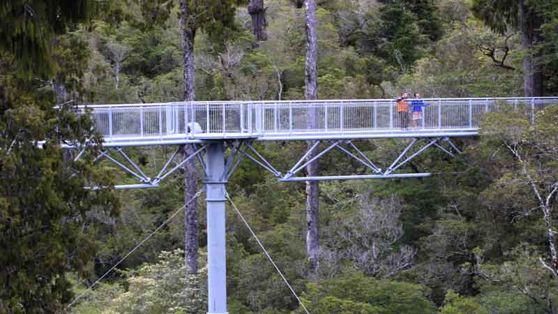 See New Zealand's famous rain forests from the "top down", a truly unique attraction!