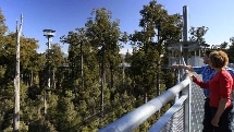 Hokitika - West Coast Treetop Walk - Rain Forest Canopy Tour