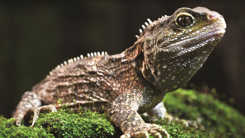 Get up close and personal to New Zealand's iconic national bird, the kiwi and an array of other native birds at the Otorohanga Kiwi House and Native Bird Park.