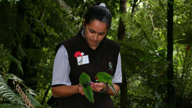 Get up close and personal to New Zealand's iconic national bird, the kiwi and an array of other native birds at the Otorohanga Kiwi House and Native Bird Park.