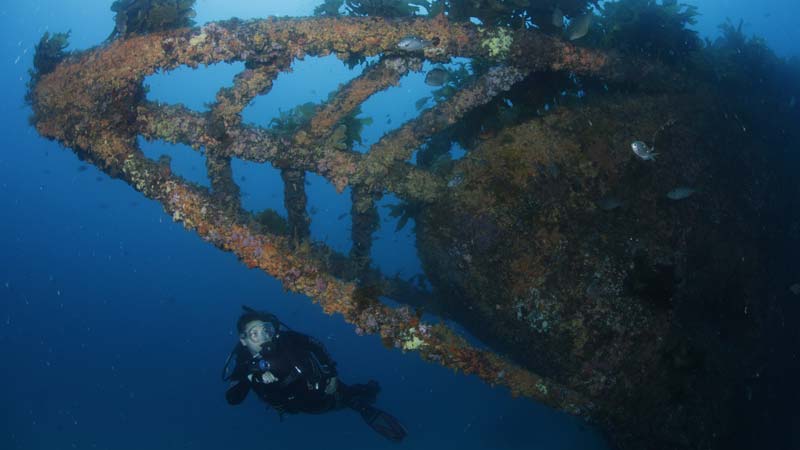 Get out and experience the stunning underwater landscape of the Bay of Islands on this epic full day expedition to explore the historical Rainbow Warrior shipwreck site, as well as a pristine reef dive.