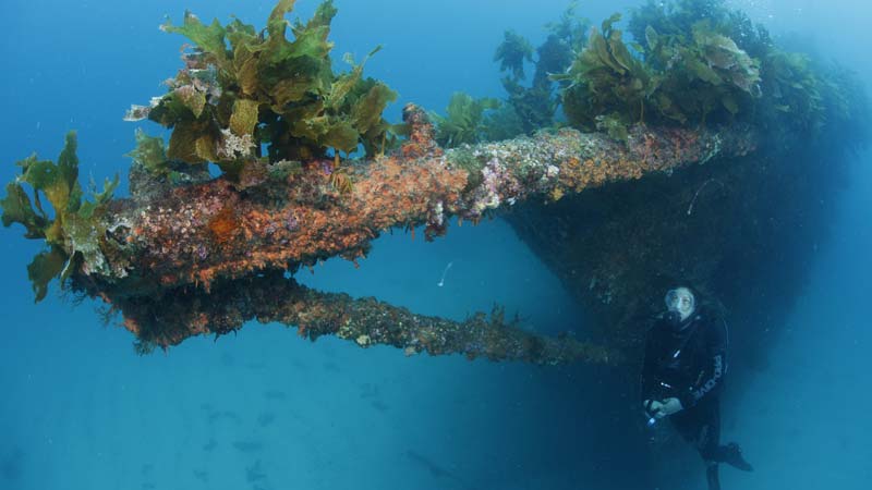 Get out and experience the stunning underwater landscape of the Bay of Islands on this epic full day expedition to explore the historical Rainbow Warrior shipwreck site, as well as a pristine reef dive.