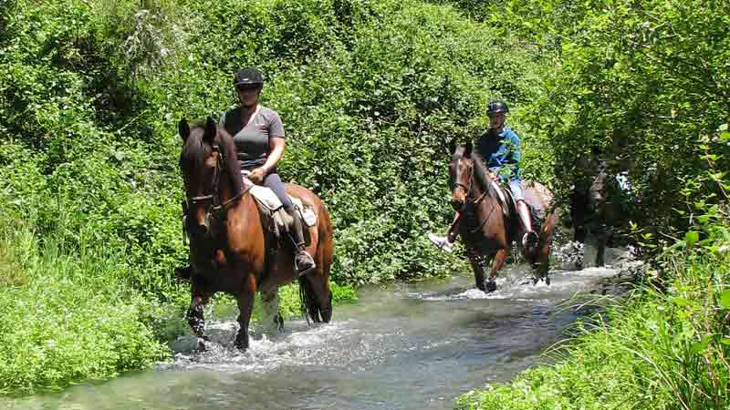 Experience an enchanting horse trek through rolling farmland and stunning native bush at Tui Glen Farm, enjoying amazing scenic views of Mount Putauaki, Whale Island and the Eastern Bay of Plenty.