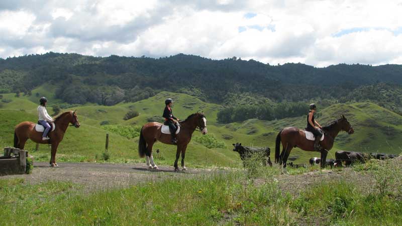 Experience an enchanting horse trek through rolling farmland and stunning native bush at Tui Glen Farm, enjoying amazing scenic views of Mount Putauaki, Whale Island and the Eastern Bay of Plenty.