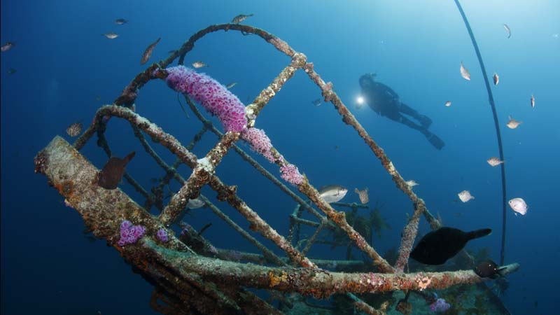 Experience the HMNZS Canterbury wreck and a reef dive in the subtropical paradise which is the Bay of Islands. The vast marine life and high visibility coupled with the wreck make this a world class diving experience.