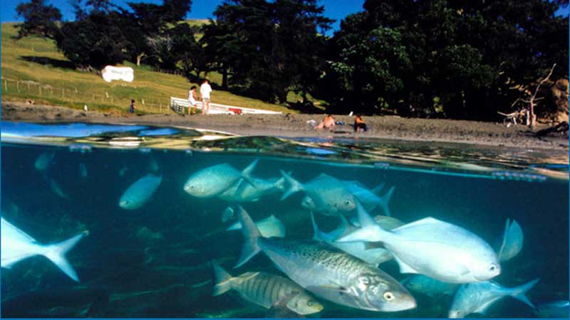 Experience a Guided Snorkeling trip in the subtropical paradise of Goat Island. Having been a protected Marine Reserve for over 30 years the island is abundant with marine life making it one of the best snorkeling locations in New Zealand. Snorkeling at Goat Island will be an experience you will never forget.
