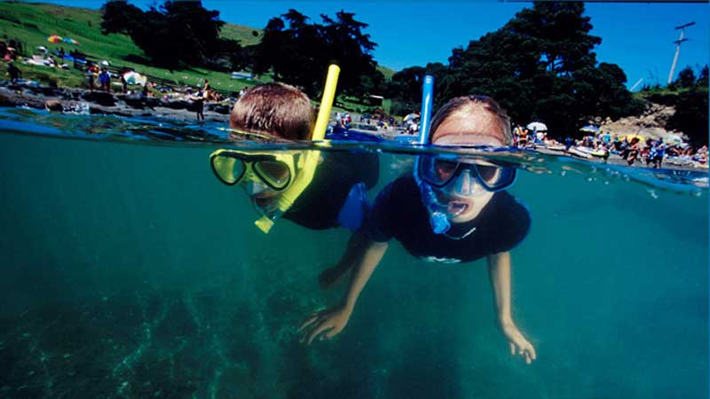 Experience a Guided Snorkeling trip in the subtropical paradise of Goat Island. Having been a protected Marine Reserve for over 30 years the island is abundant with marine life making it one of the best snorkeling locations in New Zealand. Snorkeling at Goat Island will be an experience you will never forget.