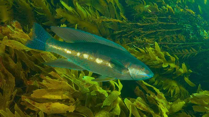 Experience a Guided Snorkeling trip in the subtropical paradise of Goat Island. Having been a protected Marine Reserve for over 30 years the island is abundant with marine life making it one of the best snorkeling locations in New Zealand. Snorkeling at Goat Island will be an experience you will never forget.