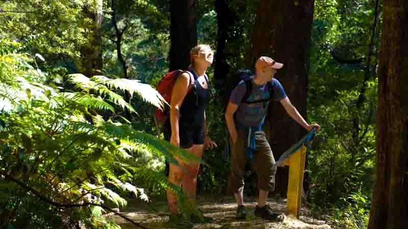 Experience an amazing scenic walk set deep within the stunning Queen Charlotte Sounds for an adventure that will literally leave you feeling on top of the world!